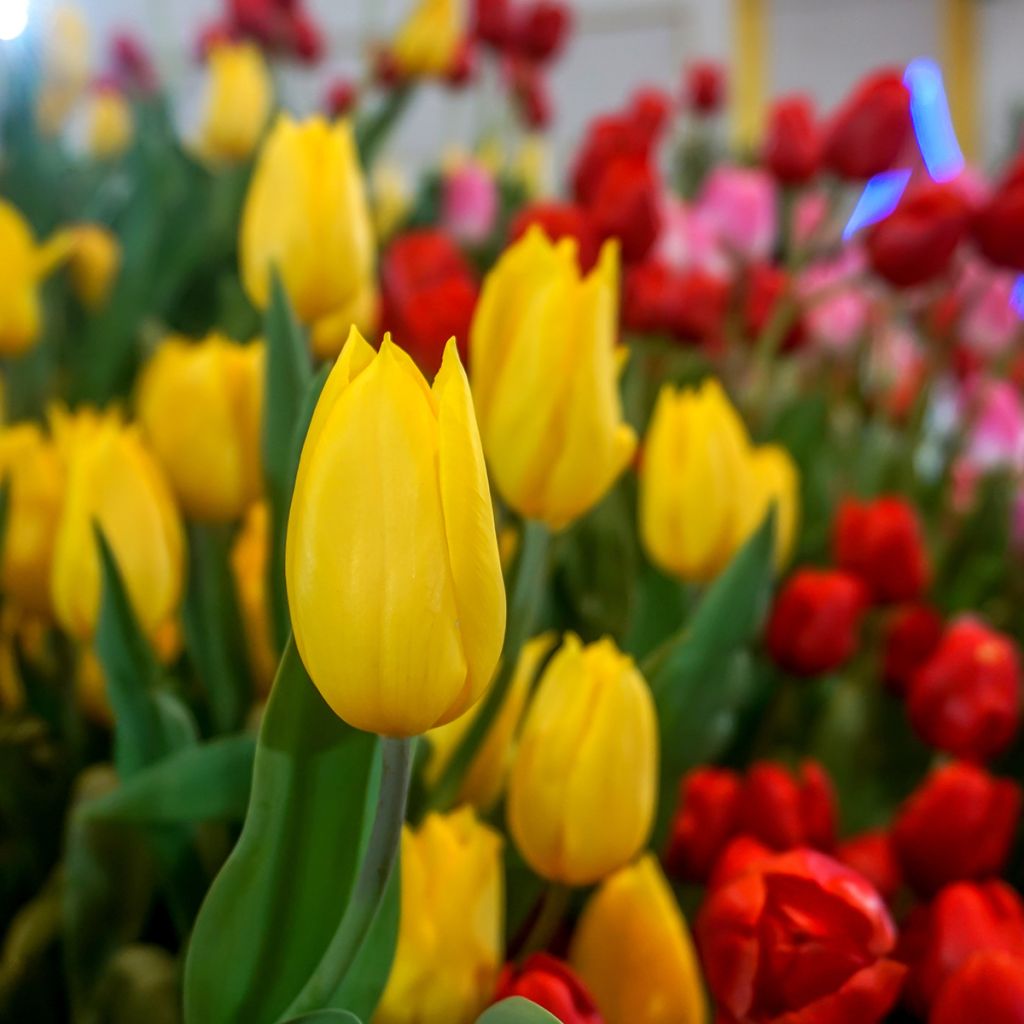 Tulipa Triunfo Strong Gold