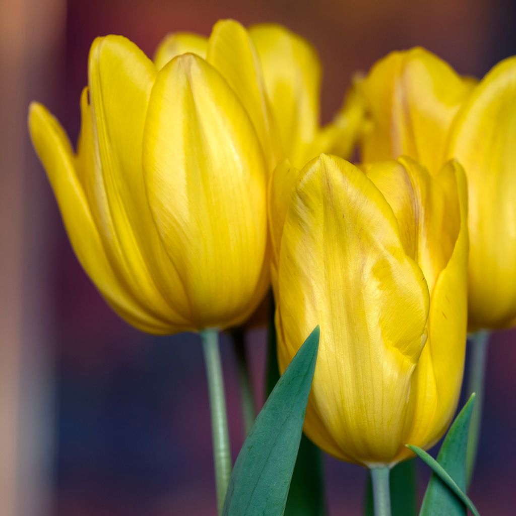 Tulipa Triunfo Strong Gold