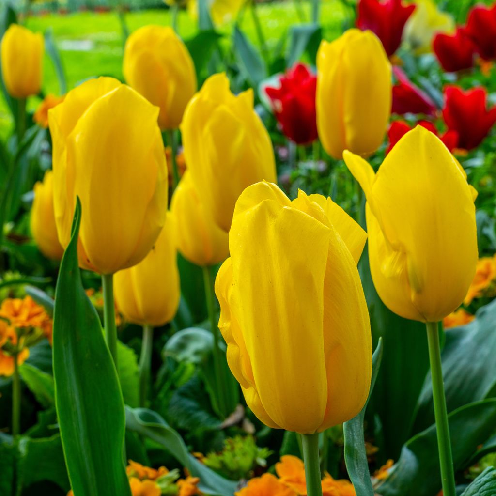 Tulipa Triunfo Strong Gold