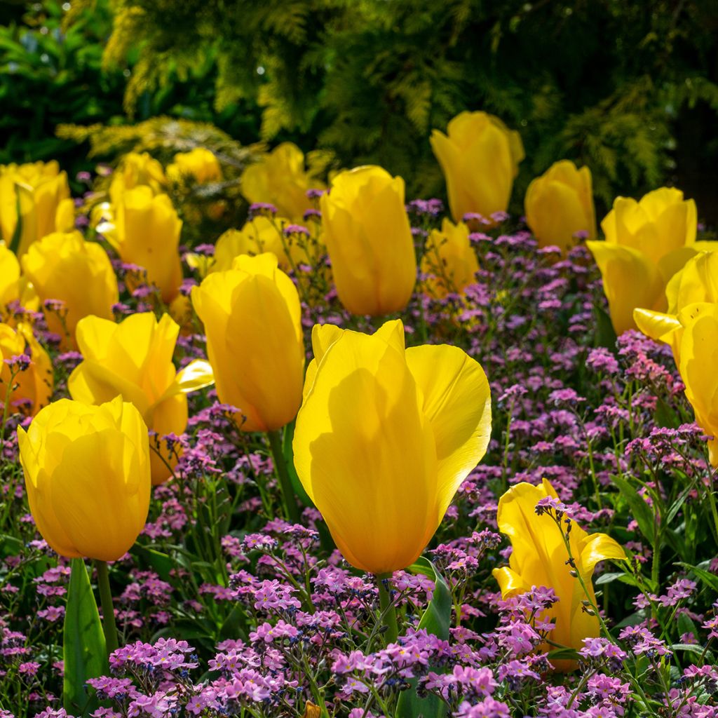 Tulipa Triunfo Strong Gold