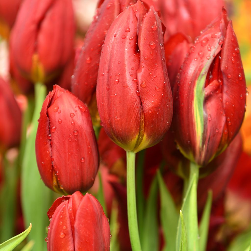Tulipa Triunfo Strong Love
