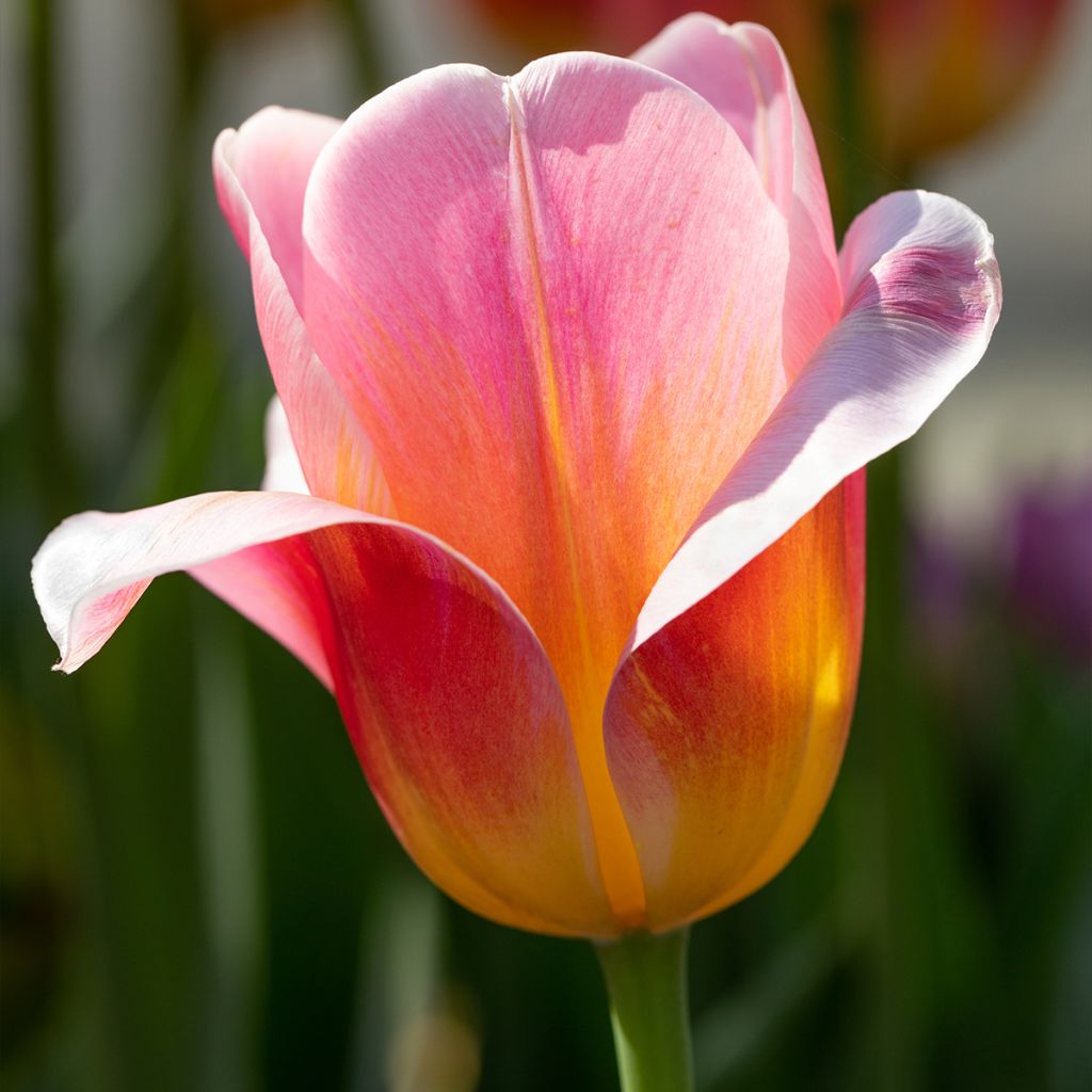 Tulipa Triunfo Tom Pouce