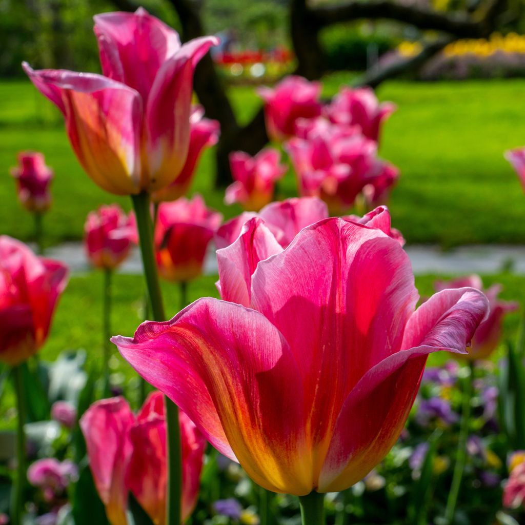 Tulipa Triunfo Tom Pouce