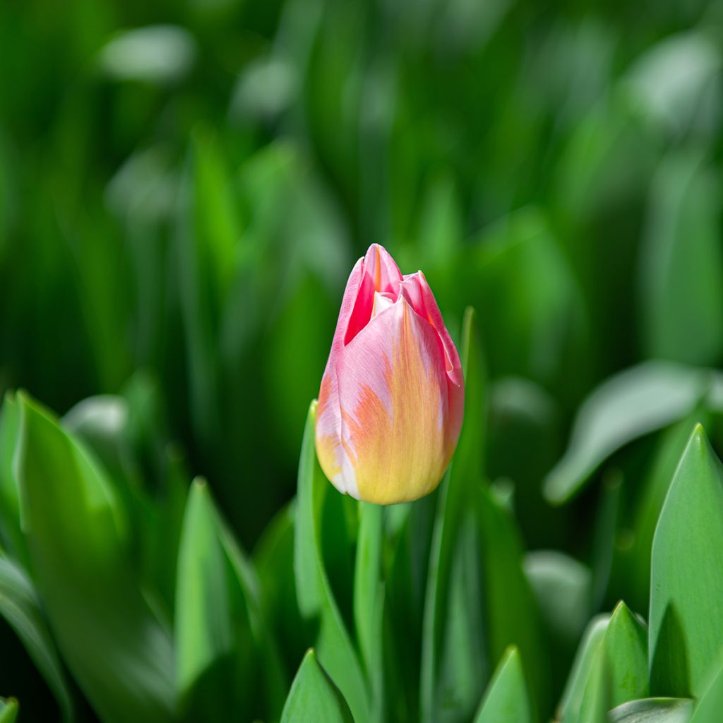 Tulipa Triunfo Tom Pouce