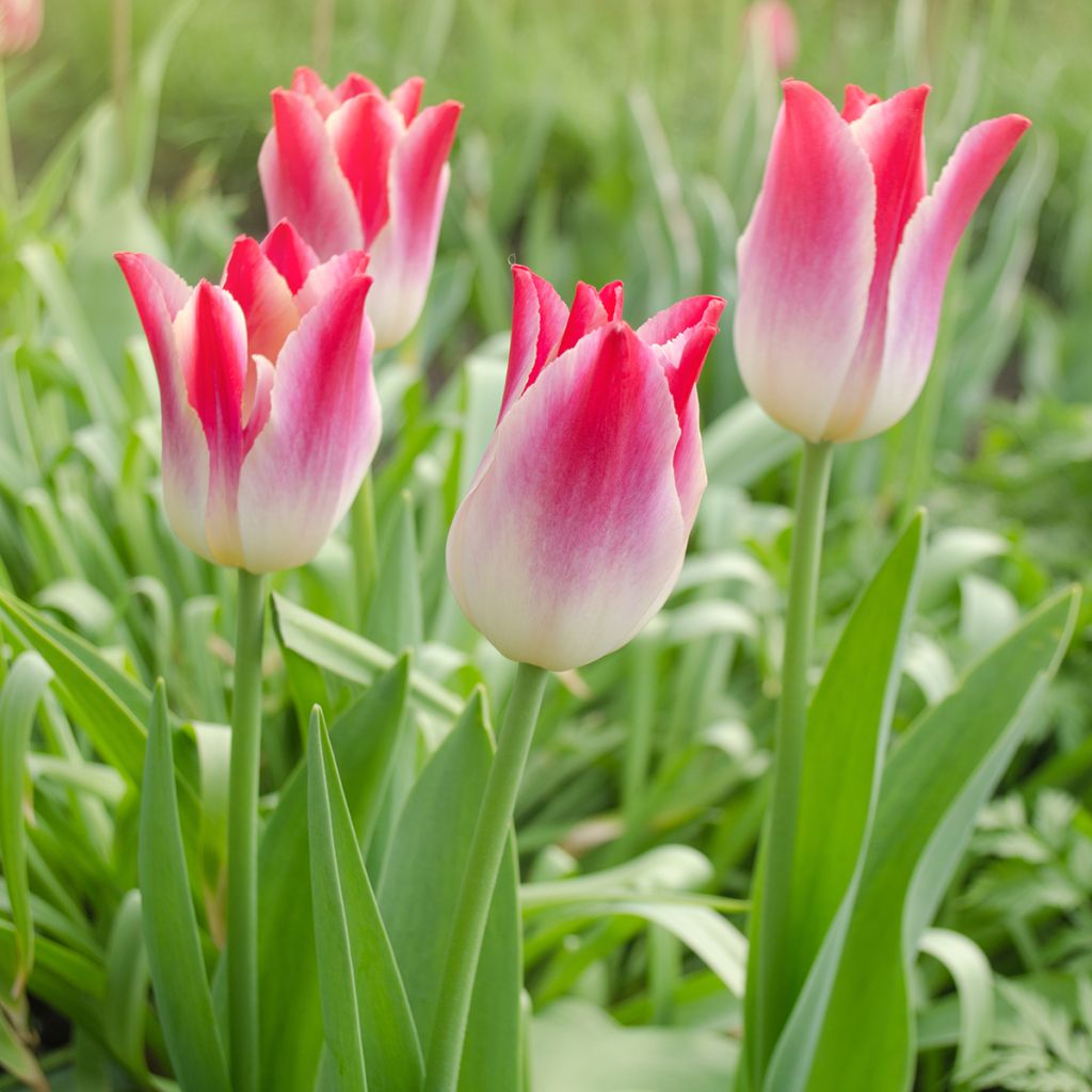 Tulipa Triunfo Whispering Dream