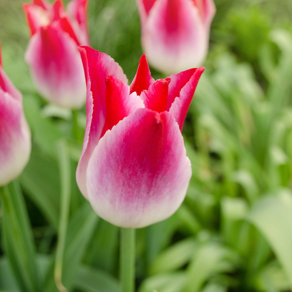 Tulipa Triunfo Whispering Dream