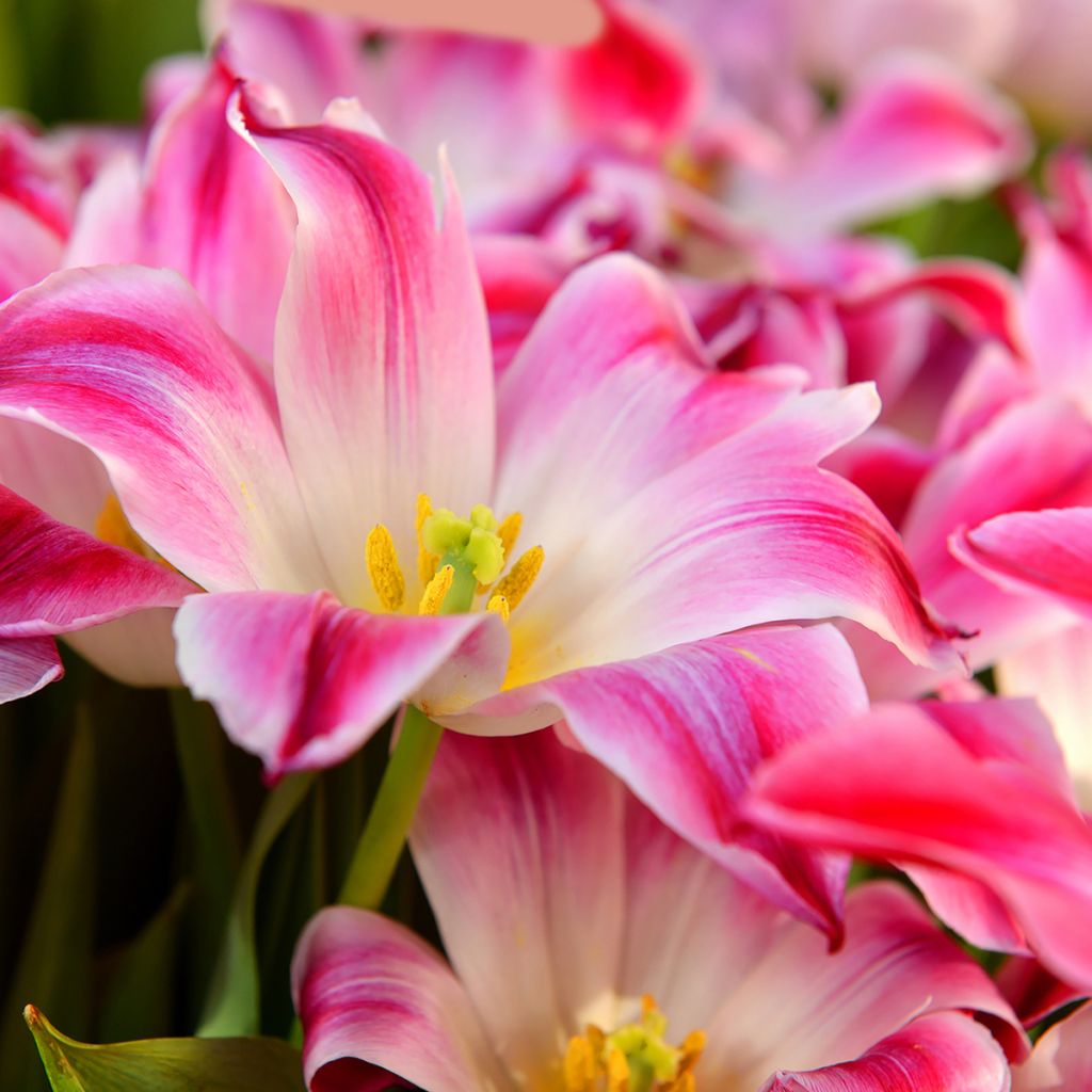 Tulipa Triunfo Whispering Dream