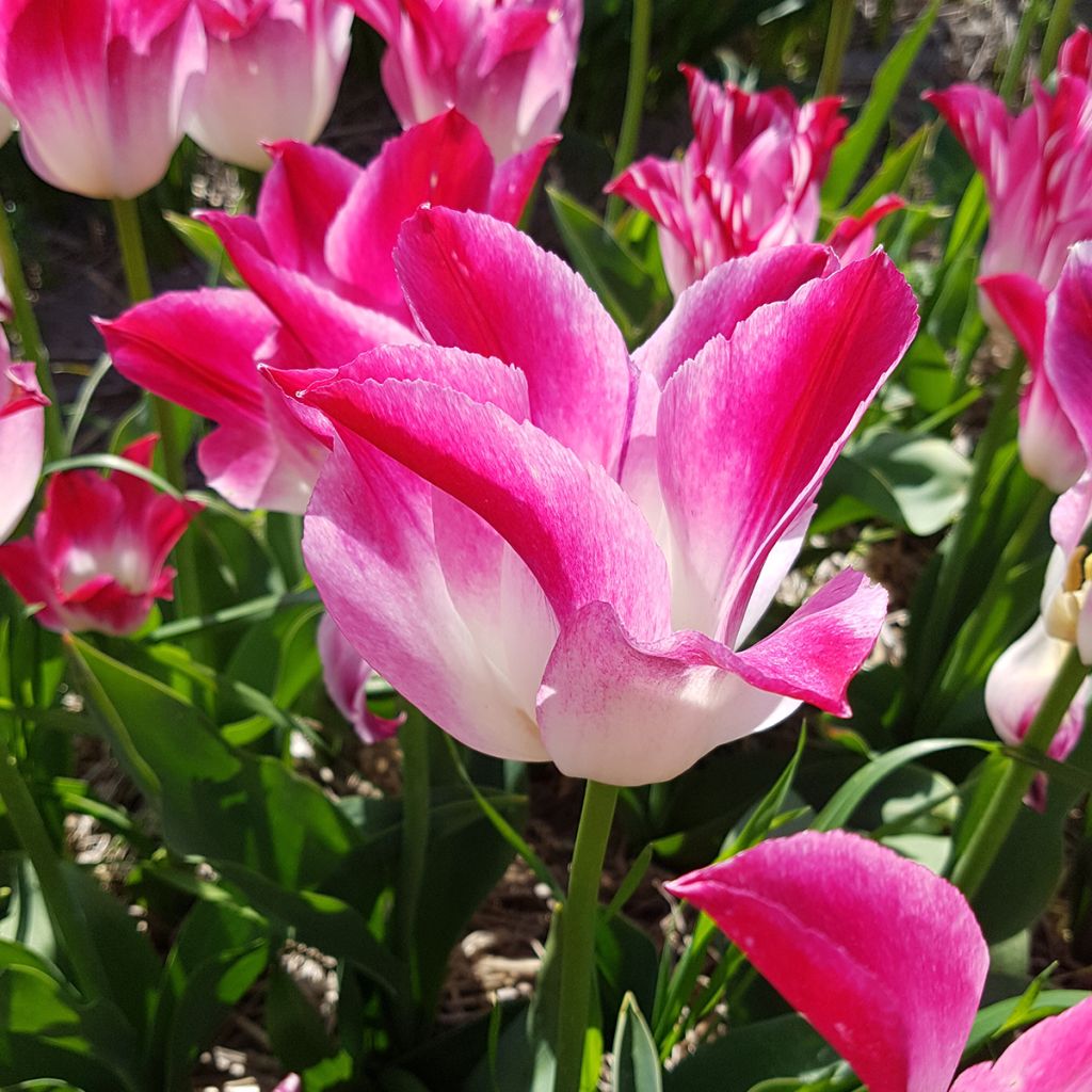 Tulipa Triunfo Whispering Dream