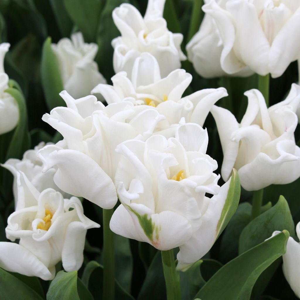 Tulipa Triunfo White Liberstar