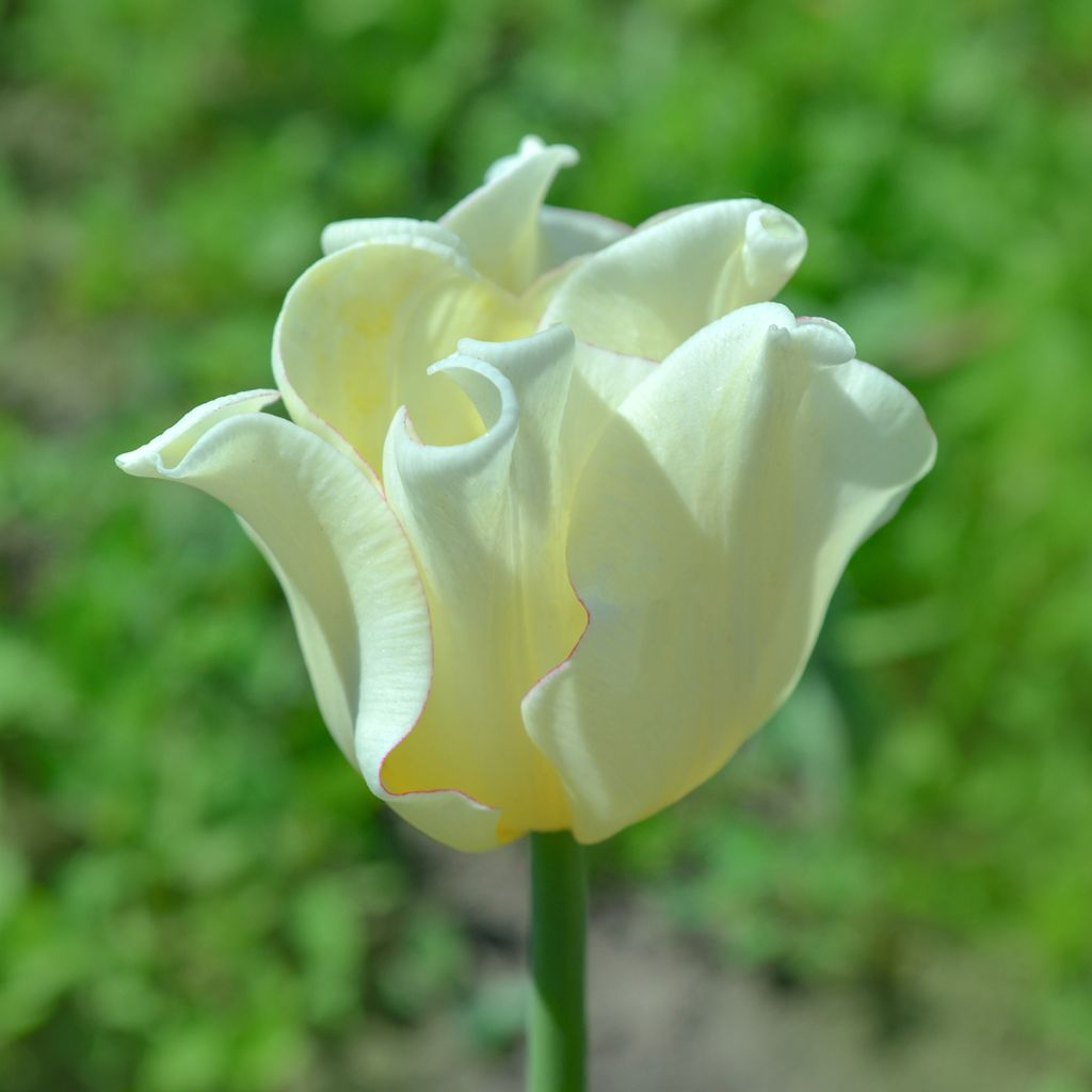 Tulipa Triunfo White Liberstar