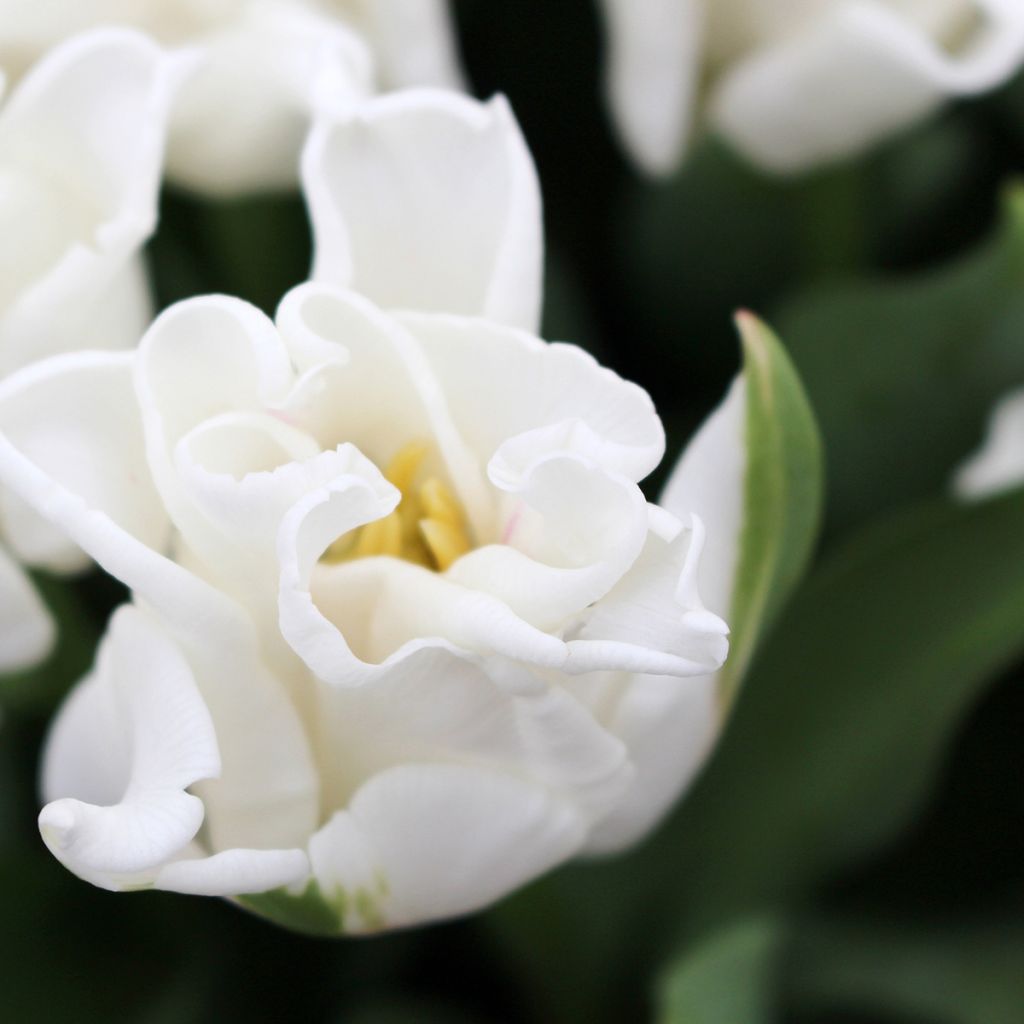 Tulipa Triunfo White Liberstar