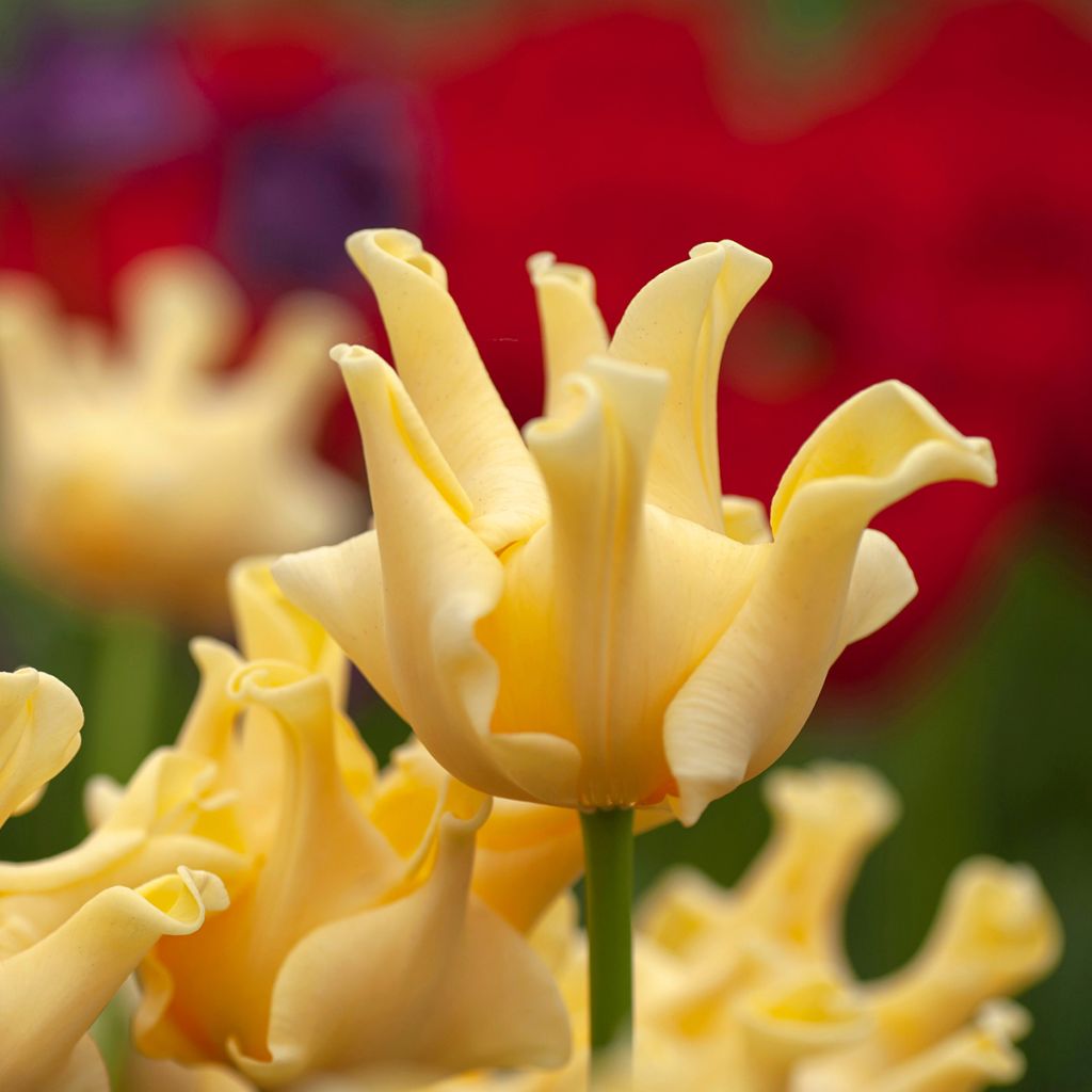 Tulipa Triunfo Yellow Crown