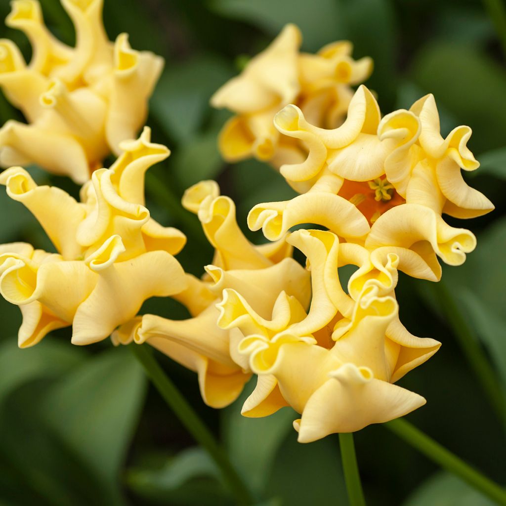 Tulipa Triunfo Yellow Crown