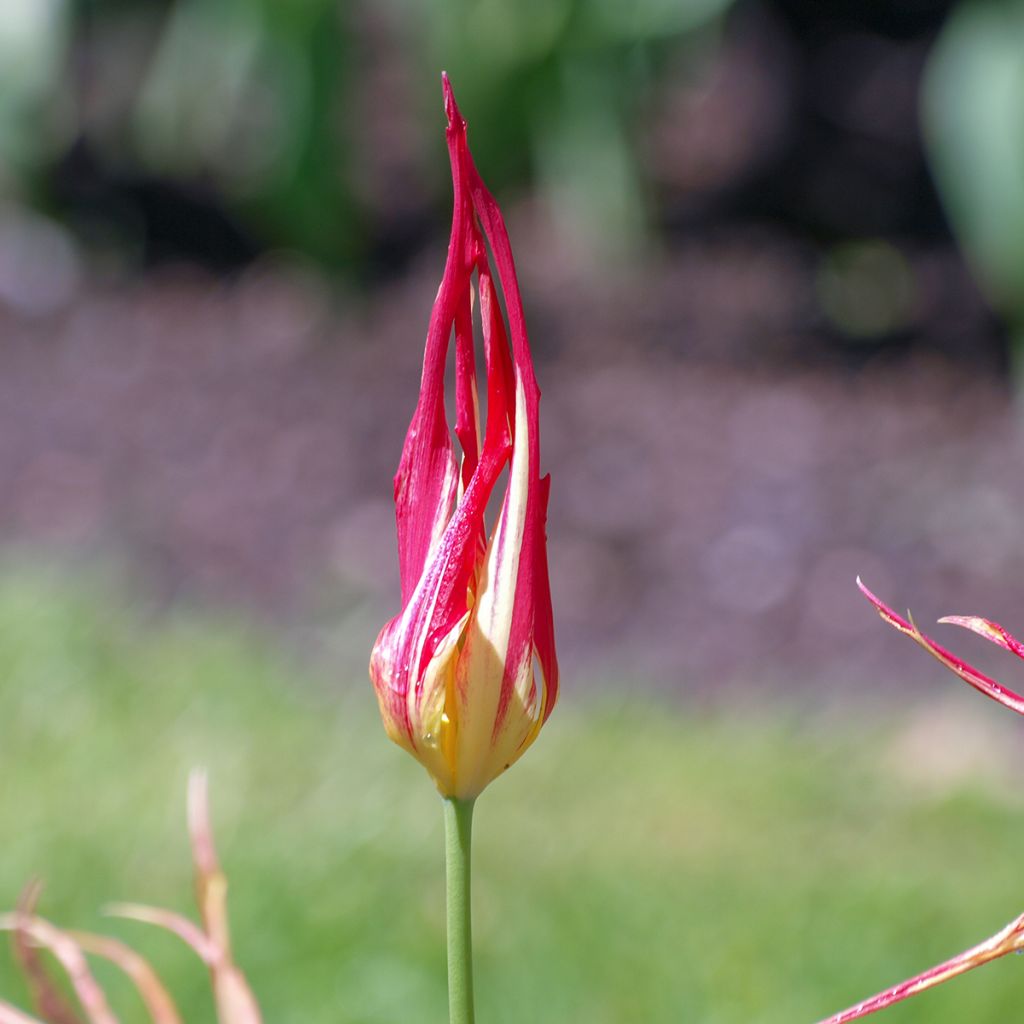 Tulipa acuminata