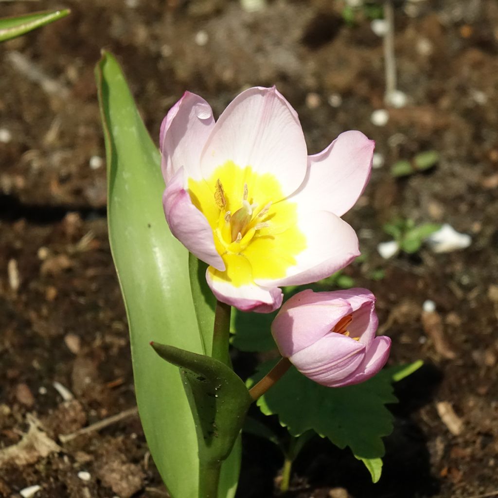 Tulipa bakeri Lilac Wonder
