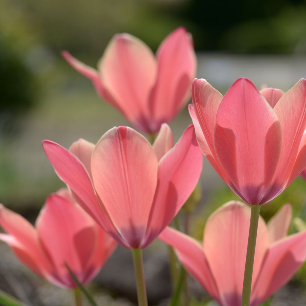 Tulipa clusiana Annika