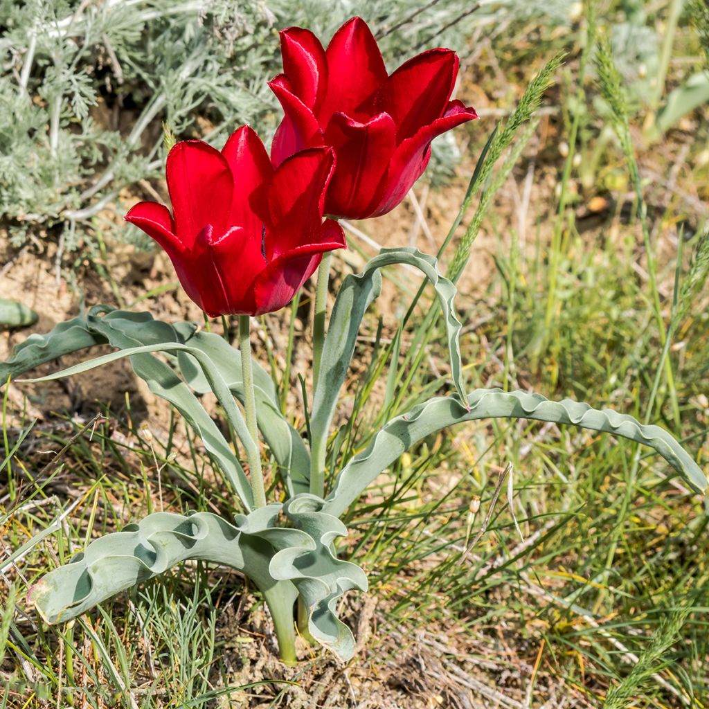 Tulipa eichleri