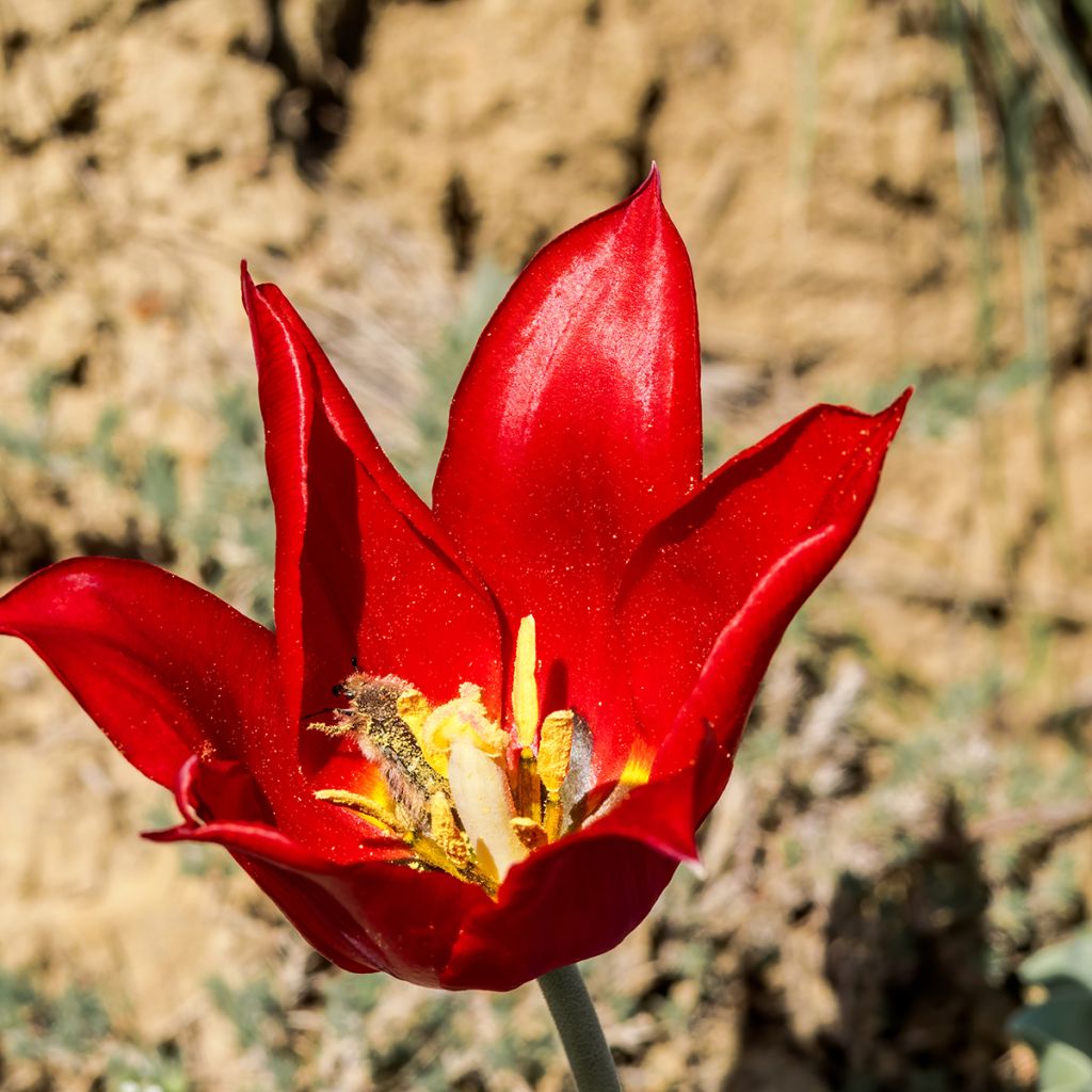 Tulipa eichleri