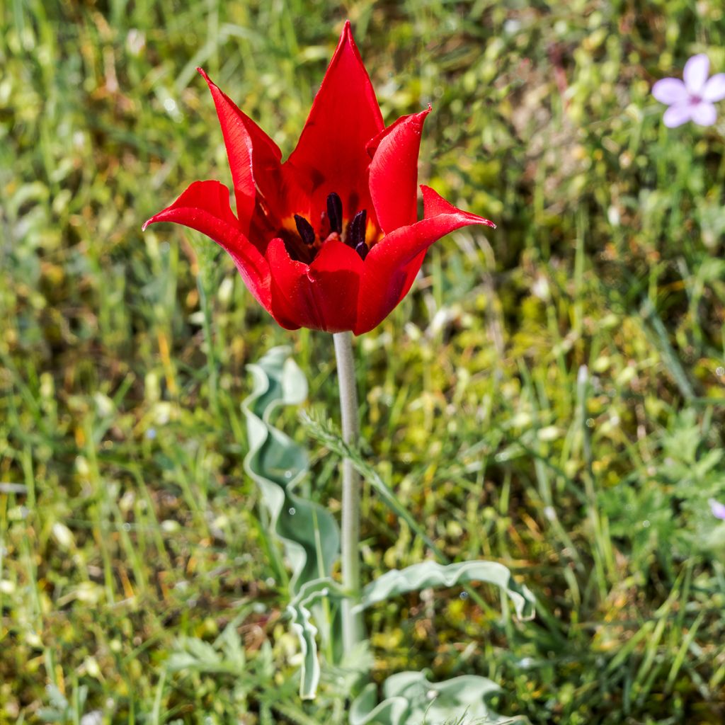 Tulipa eichleri