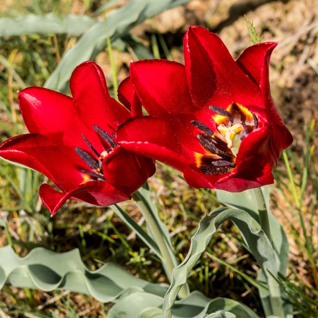 Tulipa eichleri