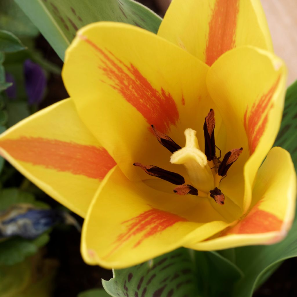 Tulipa greigii Winnipeg