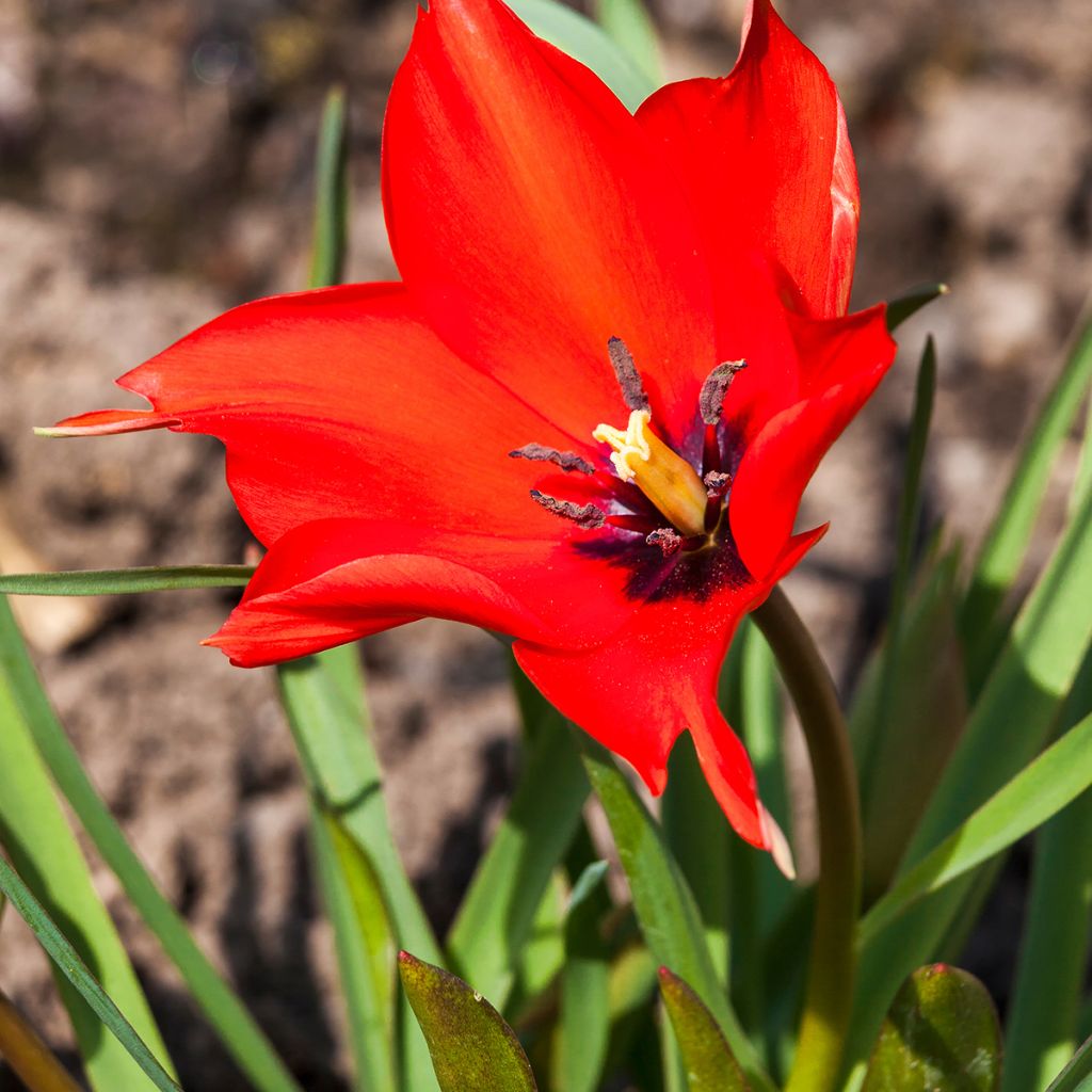Tulipa linifolia
