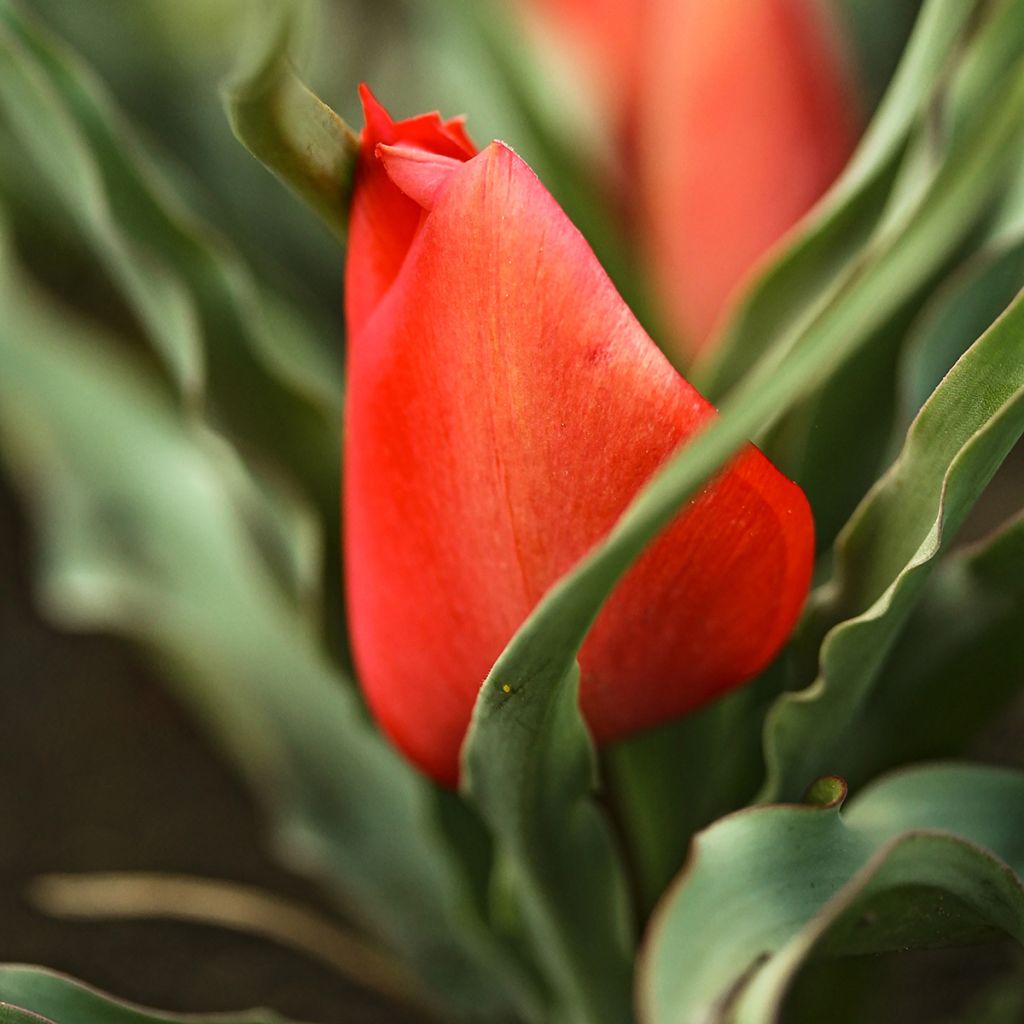 Tulipa linifolia