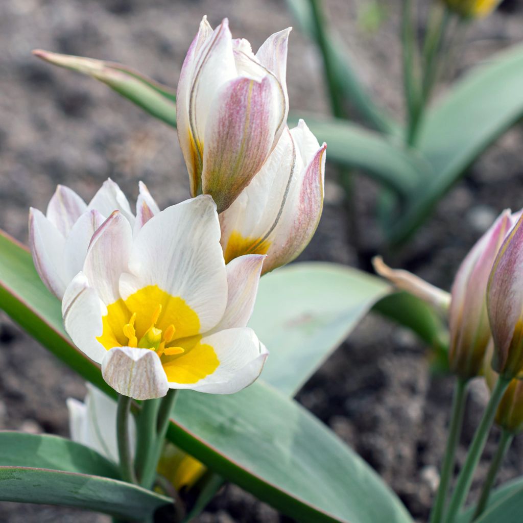 Tulipa polychroma