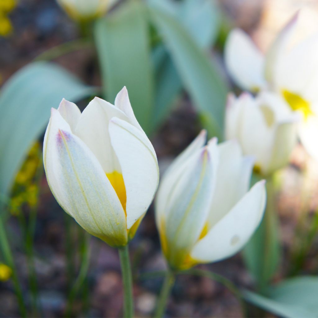 Tulipa polychroma
