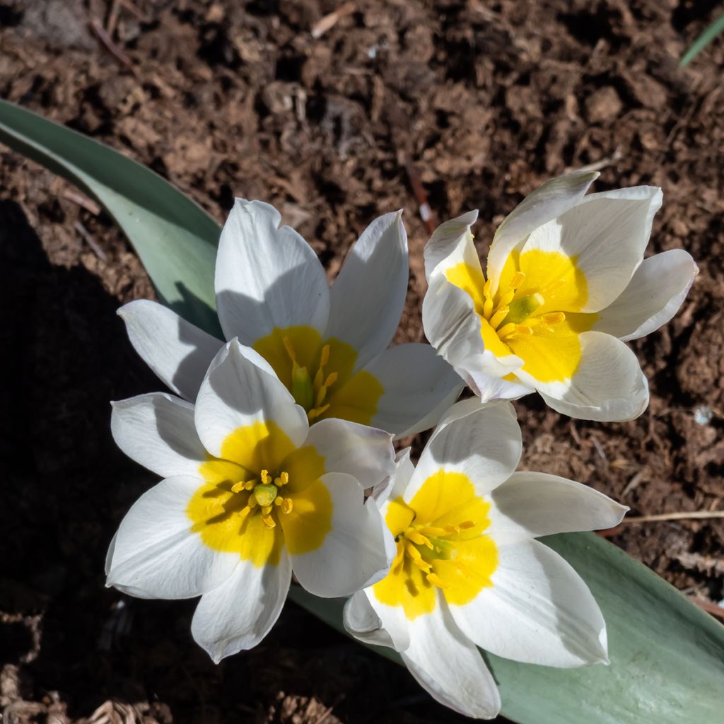 Tulipa polychroma