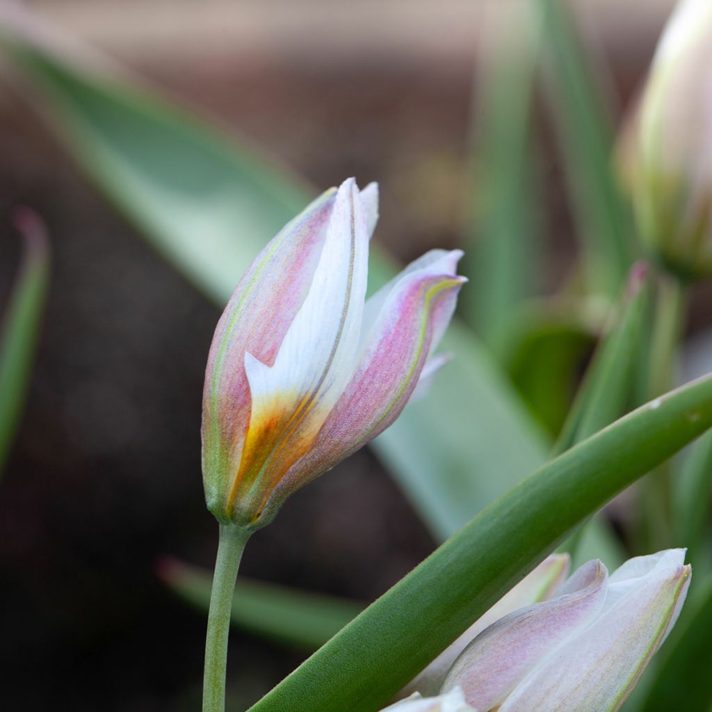 Tulipa polychroma