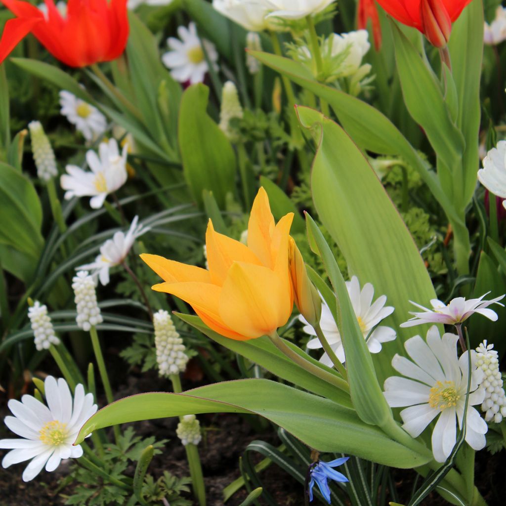 Tulipa praestans Shogun