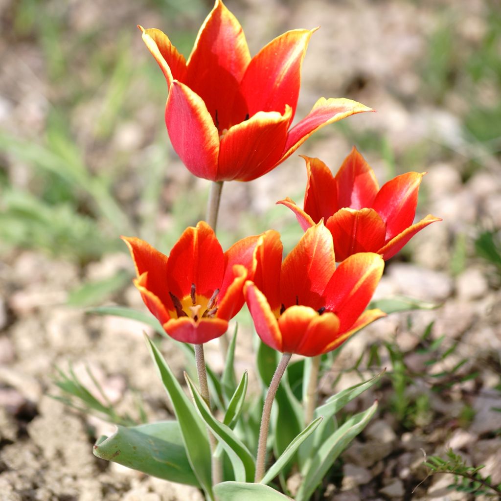 Tulipa schrenkii