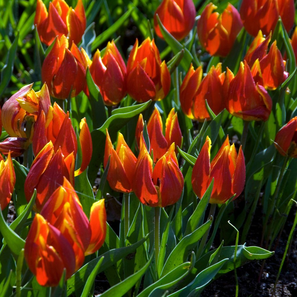 Tulipa schrenkii