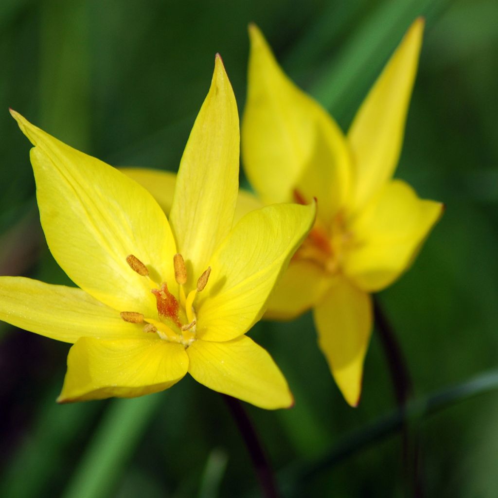 Tulipa sylvestris