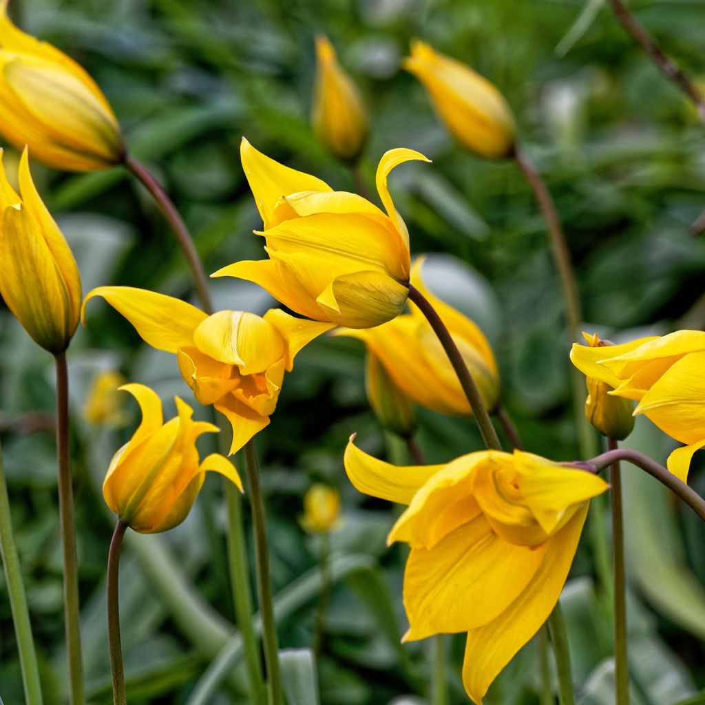 Tulipa sylvestris