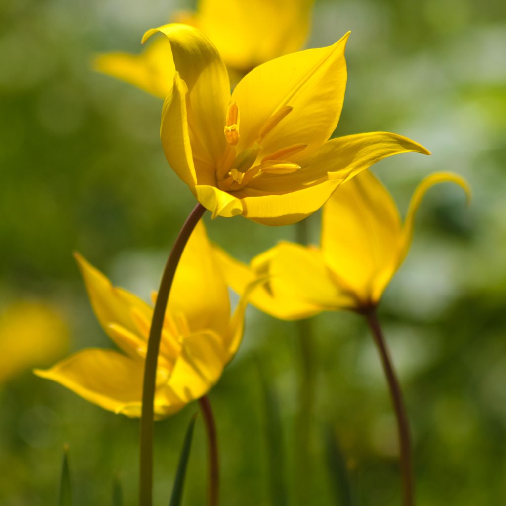 Tulipa sylvestris