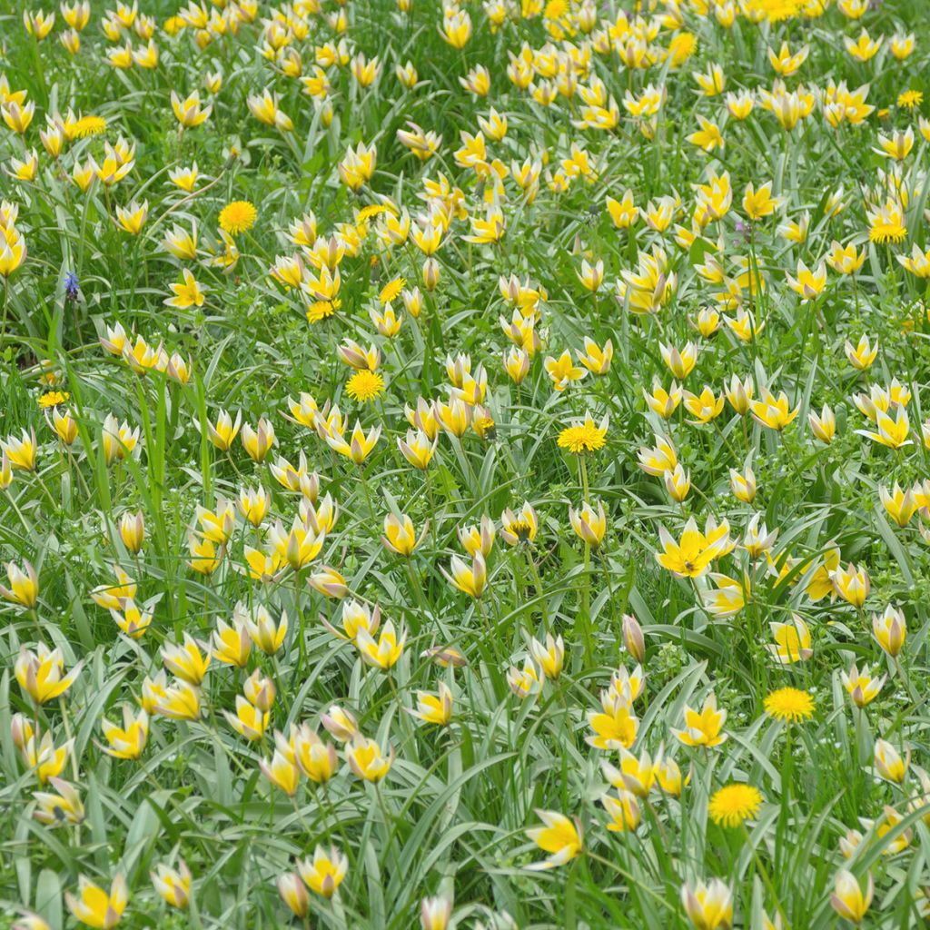 Tulipa sylvestris