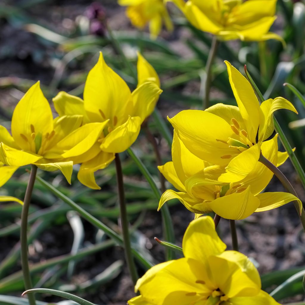 Tulipa sylvestris