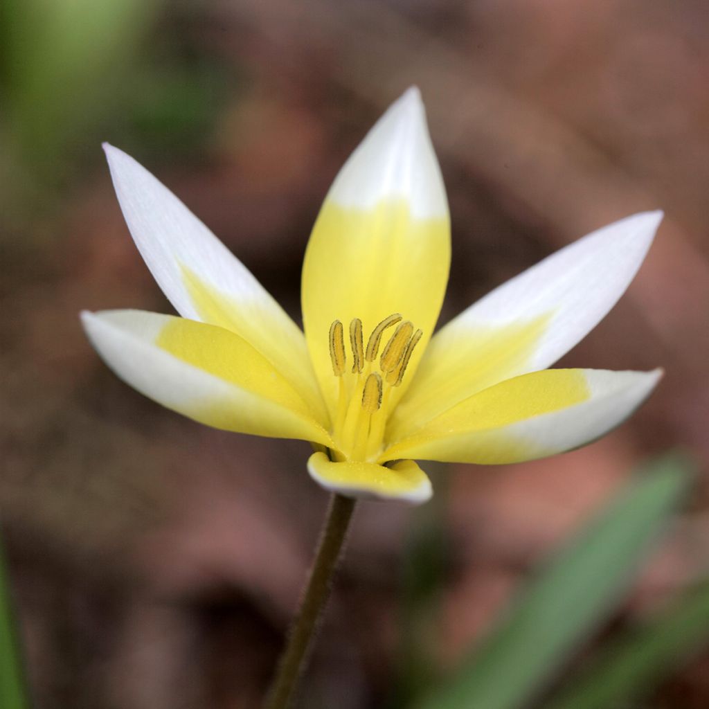 Tulipa tarda