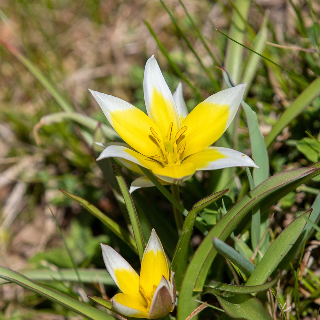 Tulipa tarda