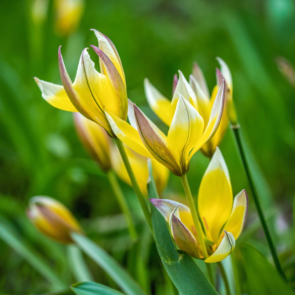 Tulipa tarda