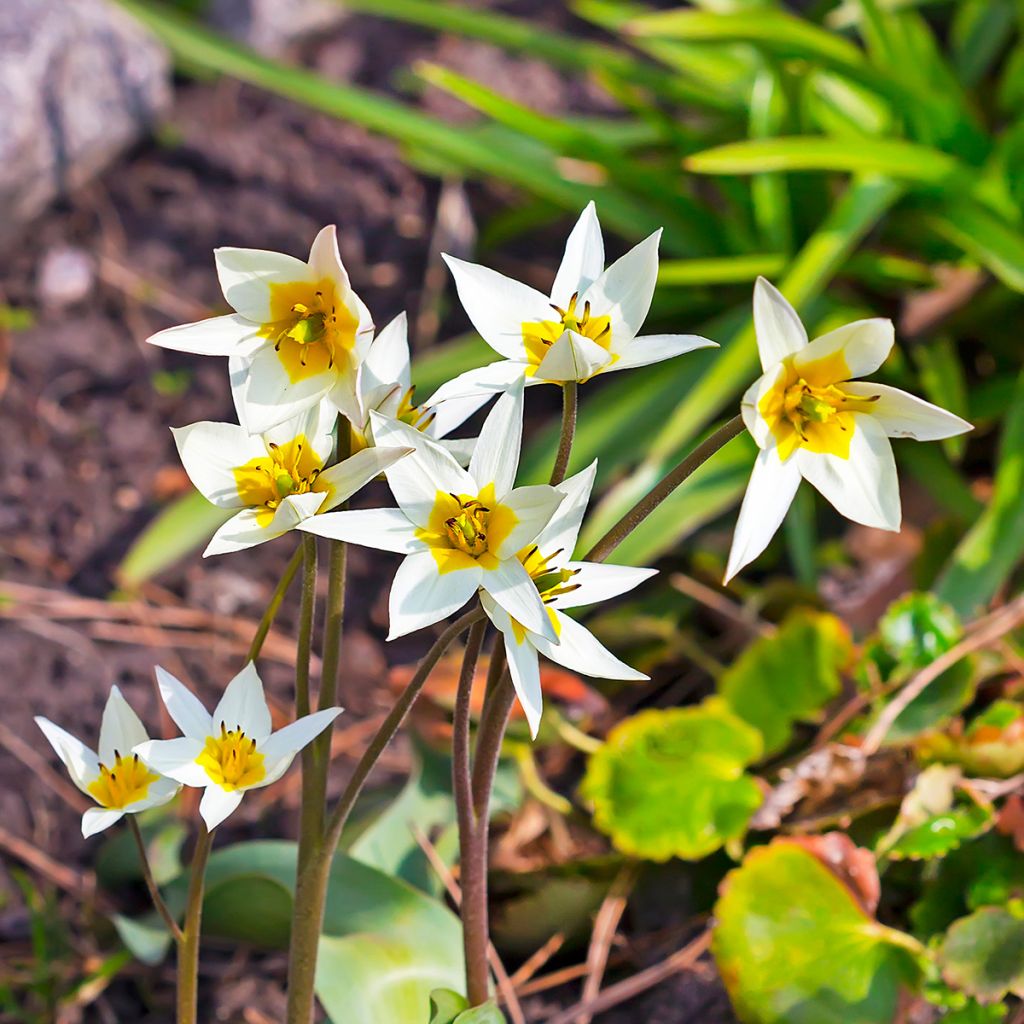 Tulipa turkestanica