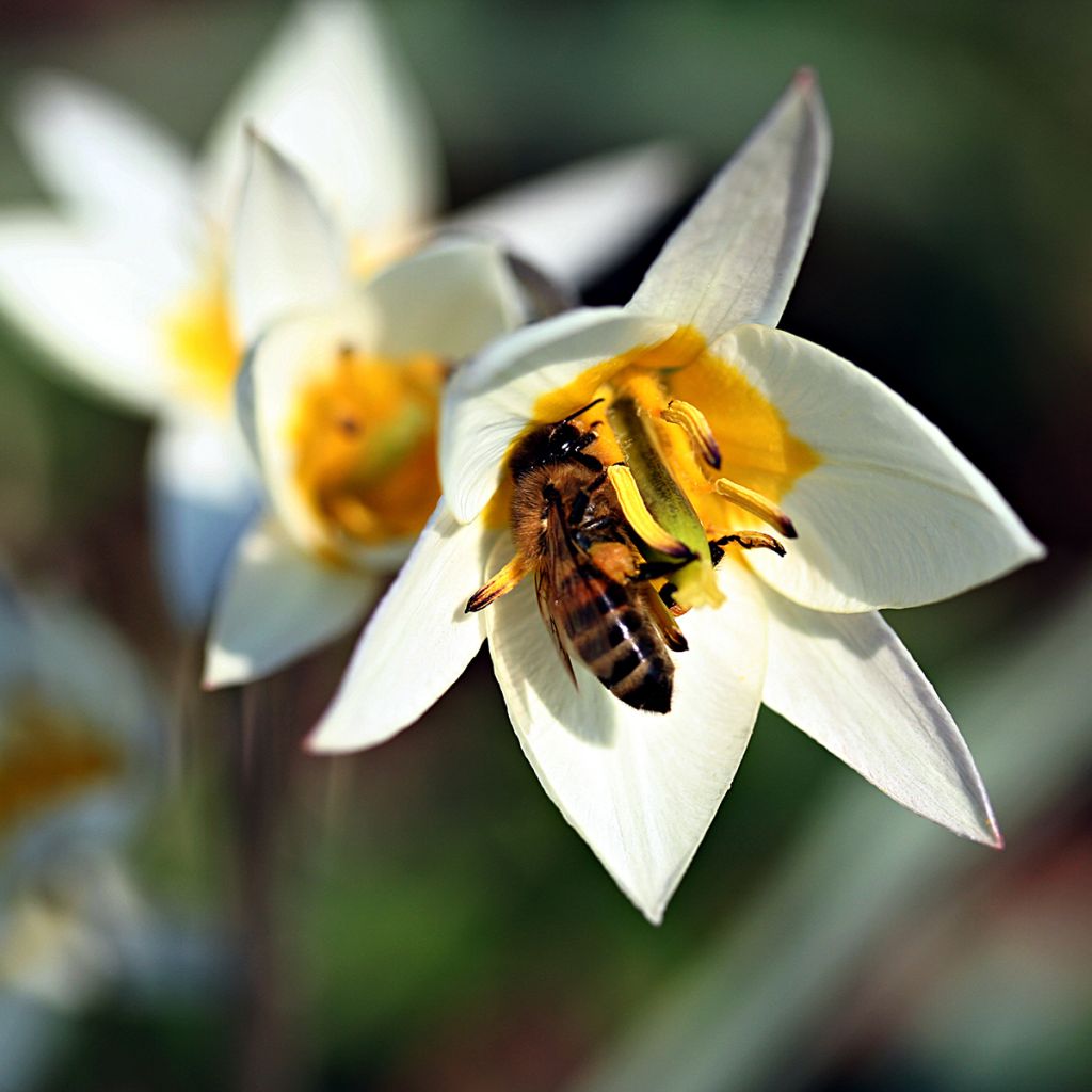 Tulipa turkestanica