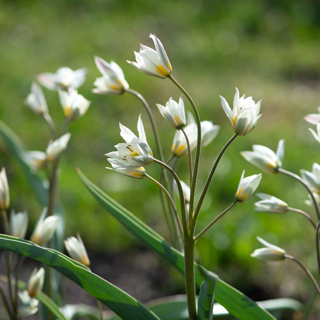 Tulipa turkestanica