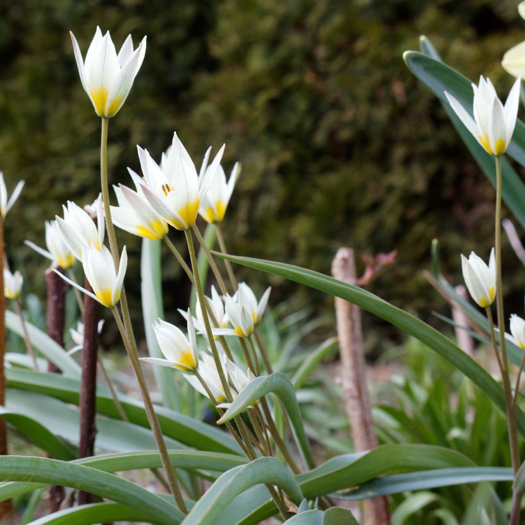 Tulipa turkestanica