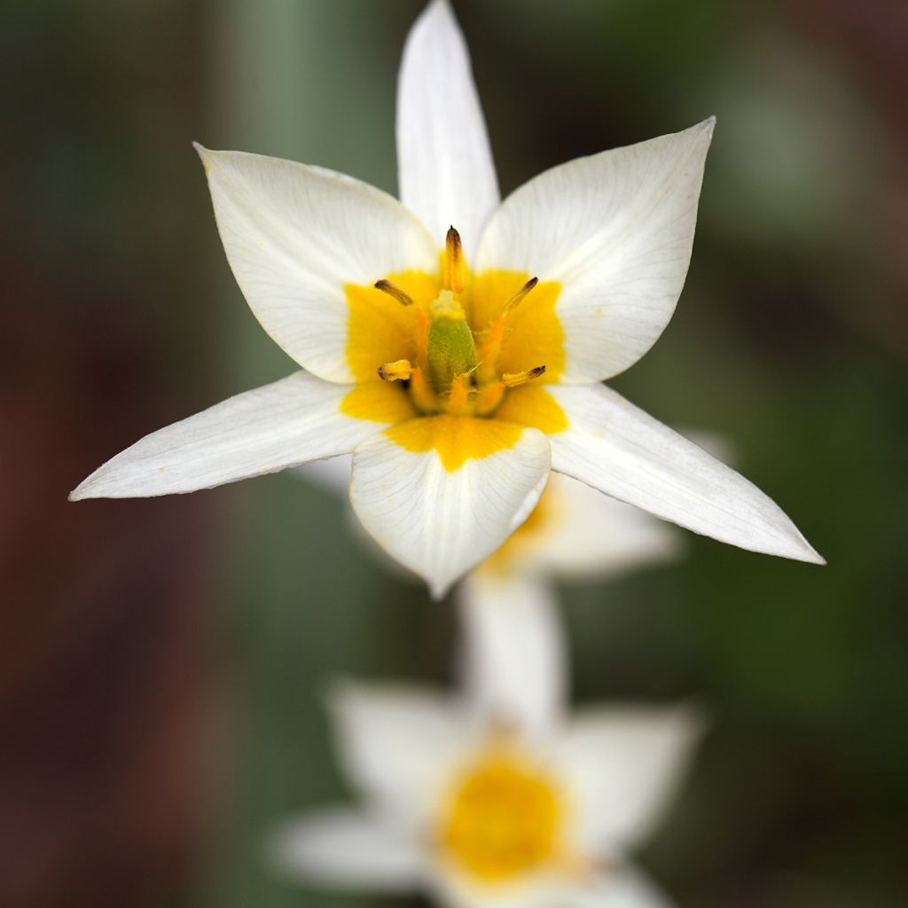 Tulipa turkestanica