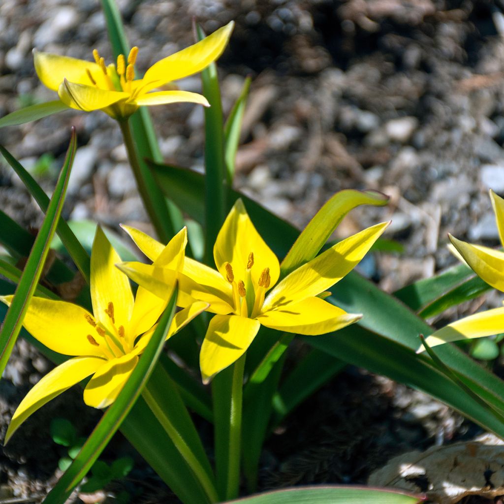 Tulipa urumiensis