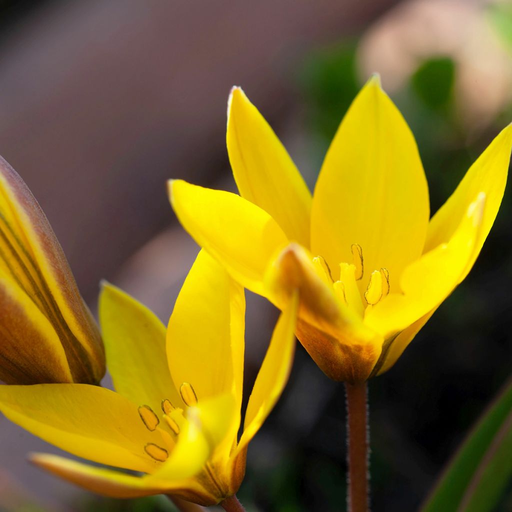 Tulipa urumiensis