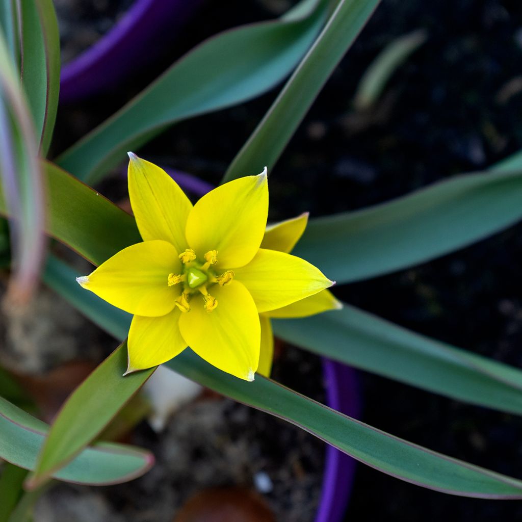 Tulipa urumiensis